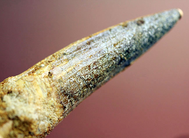 こんな鋭い歯で突き刺されたら一溜りもありません・・・大型肉食恐竜「棘トカゲ」こと、スピノサウルスの上質歯化石(Spinosaurus)(その2)