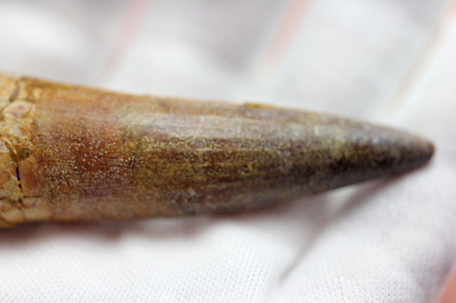 こんな鋭い歯で突き刺されたら一溜りもありません・・・大型肉食恐竜「棘トカゲ」こと、スピノサウルスの上質歯化石(Spinosaurus)(その4)