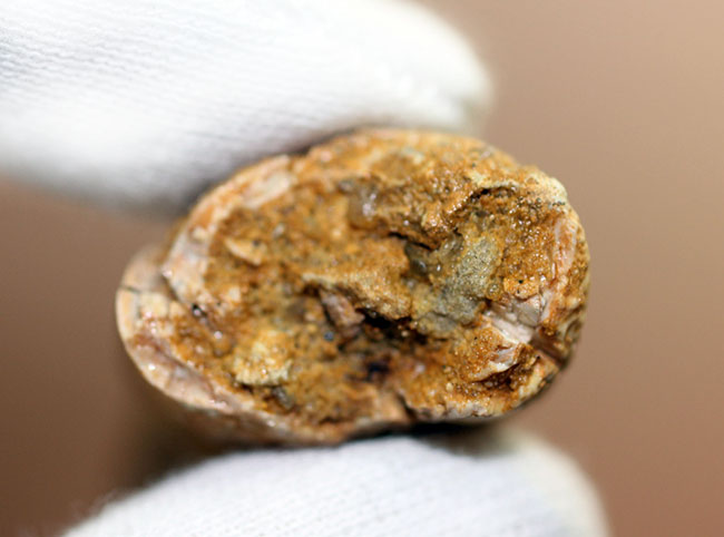 こんな鋭い歯で突き刺されたら一溜りもありません・・・大型肉食恐竜