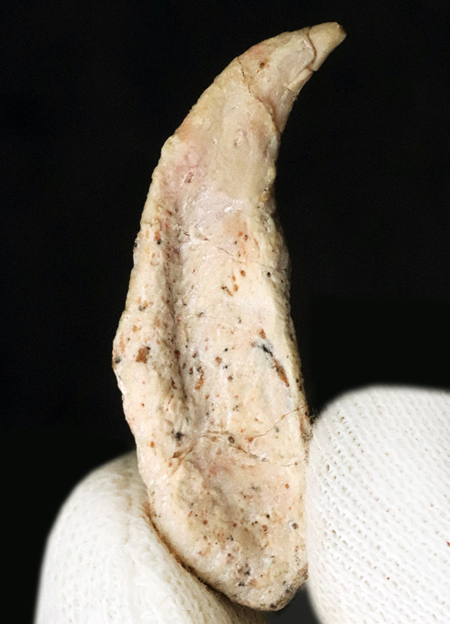ジ・オールドコレクション！パーフェクトな保存状態を維持したモロッコ産の翼竜、シロッコプテリクス（Siroccopteryx）の前肢の爪の化石（その1）