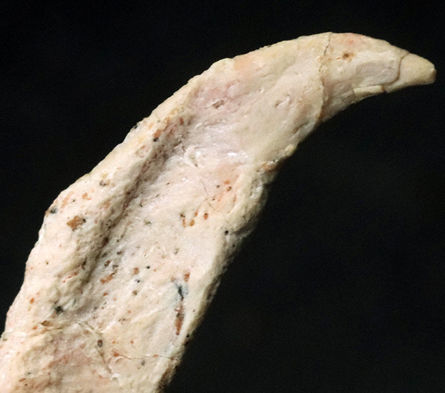 ジ・オールドコレクション！パーフェクトな保存状態を維持したモロッコ産の翼竜、シロッコプテリクス（Siroccopteryx）の前肢の爪の化石（その2）