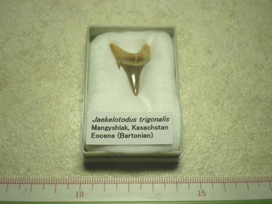 Jaekelotodustrigonalis(その1)