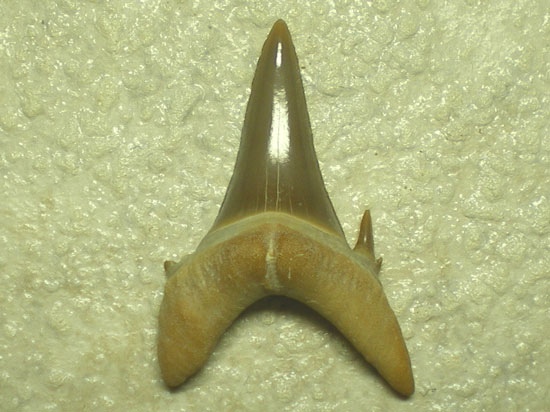 Jaekelotodustrigonalis(その2)
