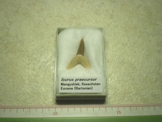 Isuruspraecursor(その1)