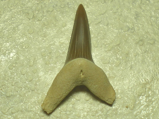 Isuruspraecursor(その2)