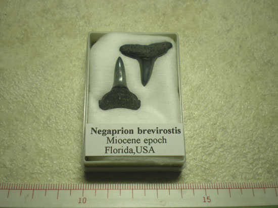 メジロザメ科レモンザメ属のサメ（Negaprionbrevirostis）の歯化石（その1）