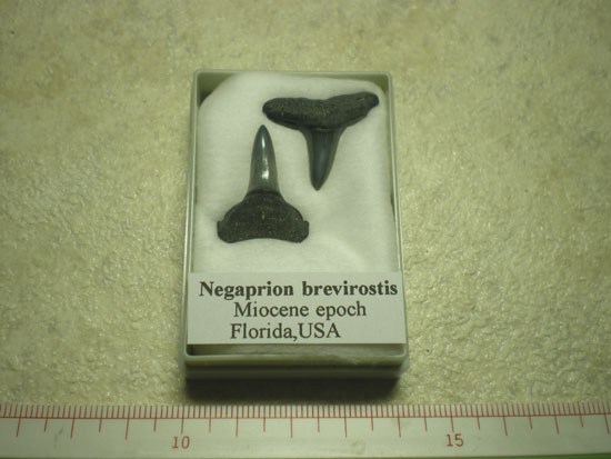 メジロザメ科レモンザメ属のサメ(Negaprionbrevirostis)の歯化石(その1)