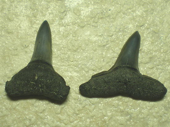 メジロザメ科レモンザメ属のサメ（Negaprionbrevirostis）の歯化石（その2）