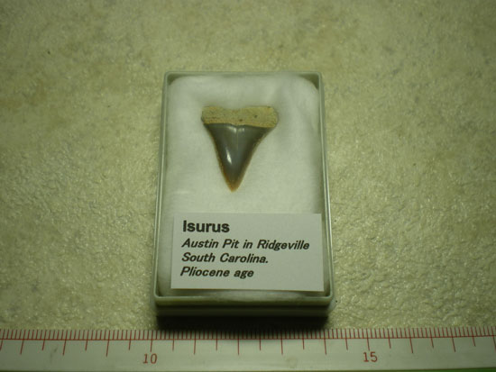 Isurussp(その1)
