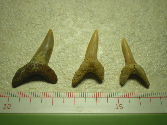 Isurusoxyrinchus(その1)