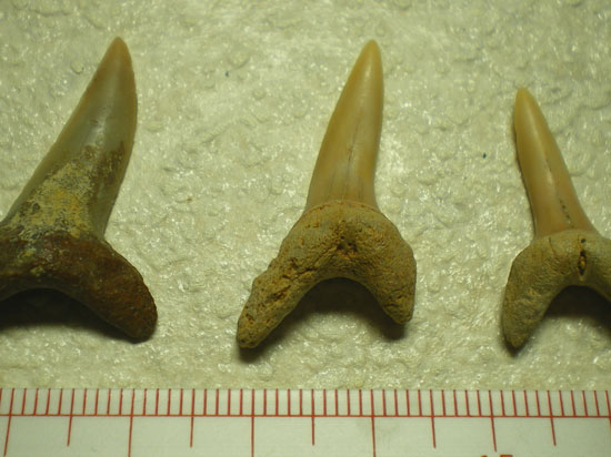 Isurusoxyrinchus(その2)