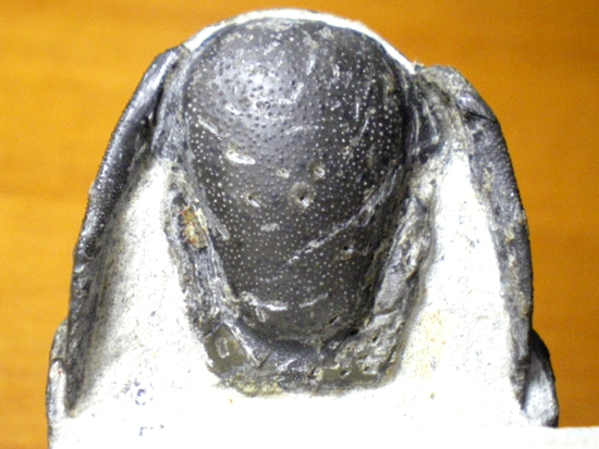 クロタロセファルス(その4)