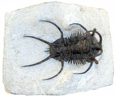 デビルマゼラ 3枚 オマケ ゼラの戦士 旧アジア セラタルゲスT13｜恐竜・化石グッズの専門店 ふぉっしる