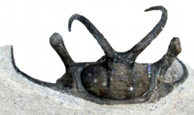 セラタルゲス種 三葉虫 販売