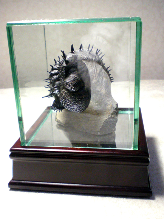 ドロトプス・アルマータス(その10)