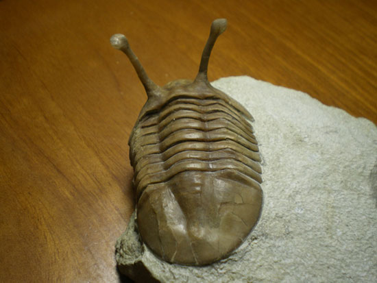 三葉虫アサフス・コワレフスキー(その3)