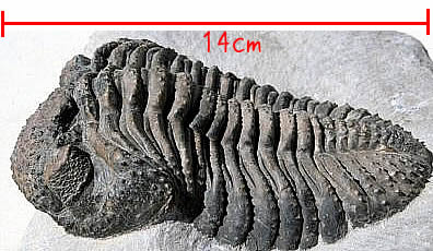 ドロトプスメガロマニクスDrotopsMegalomanicus（その1）