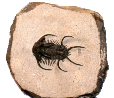 Ceratargessp（その1）
