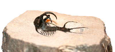 Ceratargessp（その2）