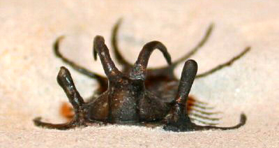 Ceratargessp（その3）