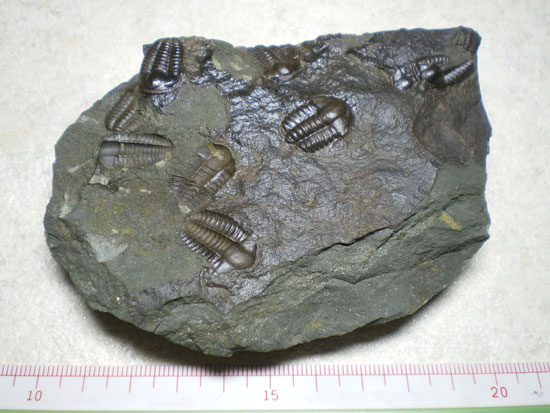 Ellipsocephalushoffi(その1)