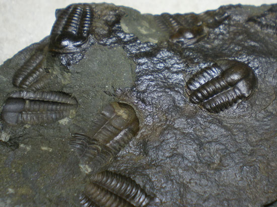 Ellipsocephalushoffi(その2)