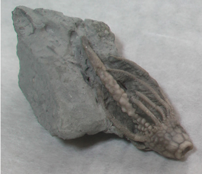 ミクロクリヌス・マンダラス 化石 販売化石販売の化石セブン　ティラノサウルスの歯化石はこちら