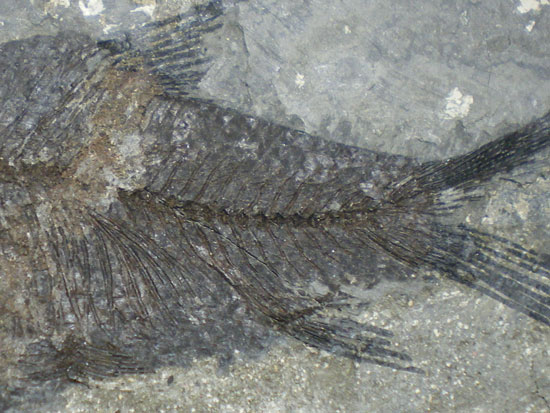 魚化石 ニフテウス 江漢魚(ニフテウス) 化石 販売