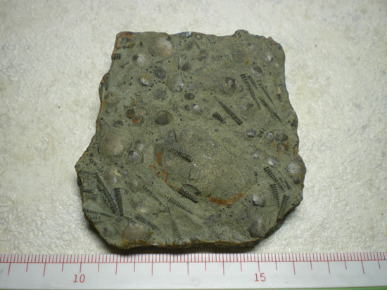 Tentaculites(その1)