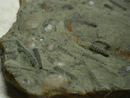 Tentaculites(その2)
