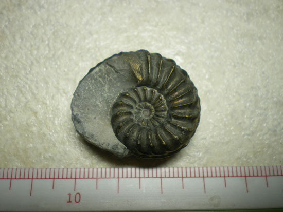 Pleurocerasspinatus（その1）