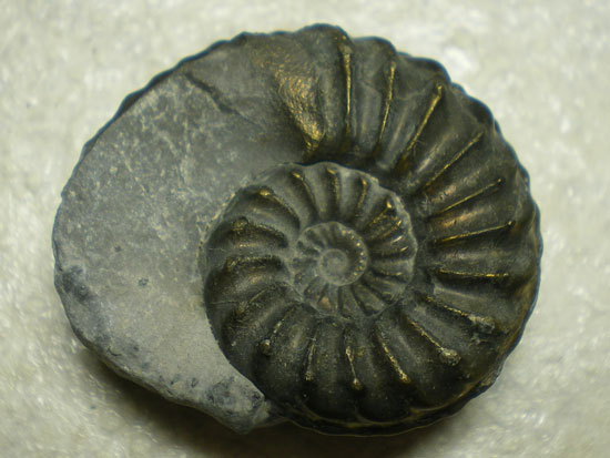 Pleurocerasspinatus（その2）