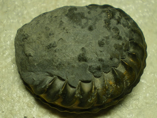 Pleurocerasspinatus（その3）