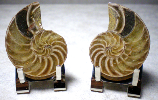 Cymatocerassakalavus（その1）