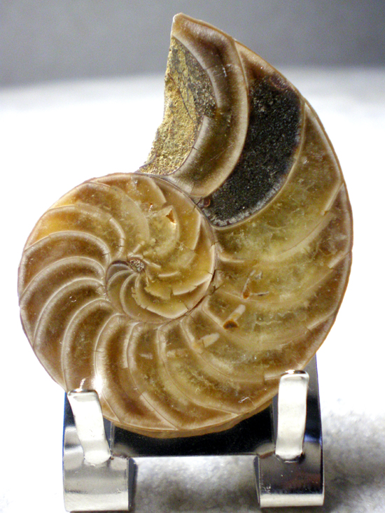 Cymatocerassakalavus（その2）