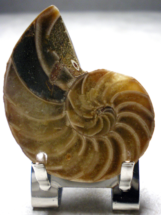Cymatocerassakalavus（その3）