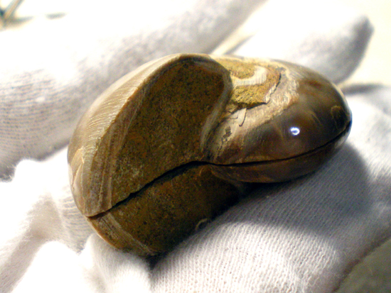 Cymatocerassakalavus（その4）
