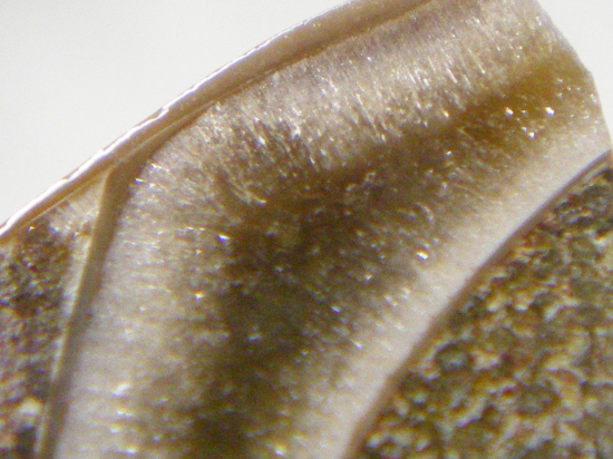Cymatocerassakalavus（その6）