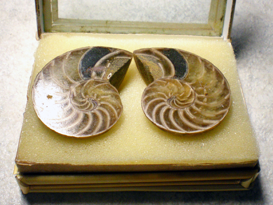 Cymatocerassakalavus（その7）