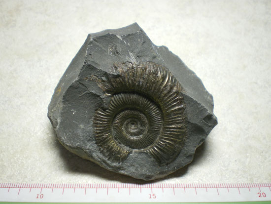 Dactyliocerassp.（その1）
