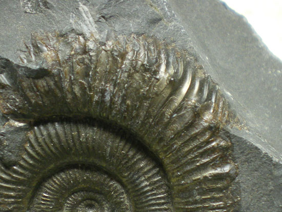 Dactyliocerassp.（その2）
