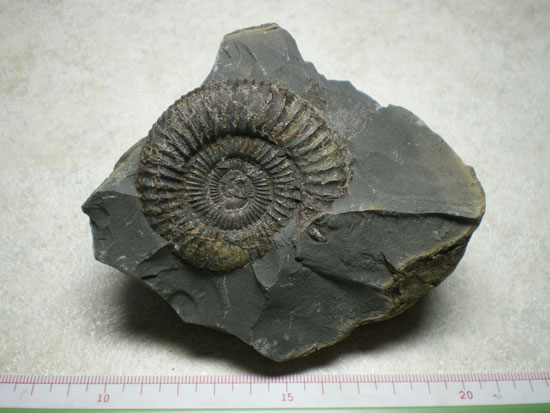 Dactyliocerassp.（その1）