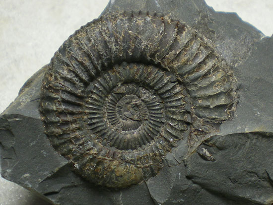 Dactyliocerassp.（その2）