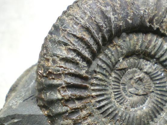 Dactyliocerassp.（その3）