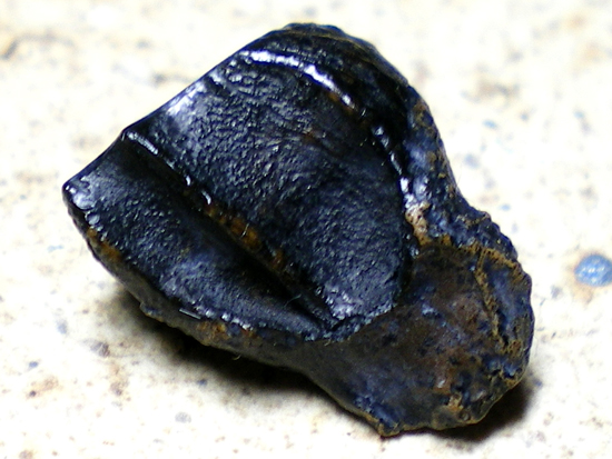 トリケラトプスの歯（その1）