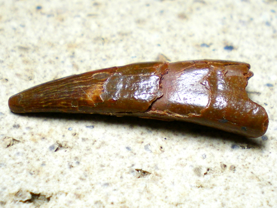 化石　D-3 シロッコプテリクスの歯 化石 販売