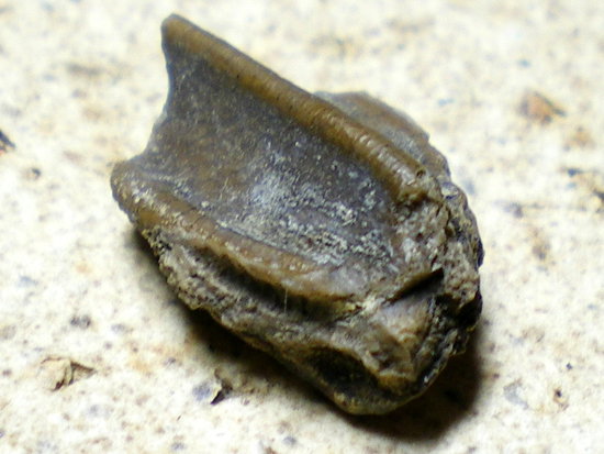 エドモントサウルスの歯（その2）