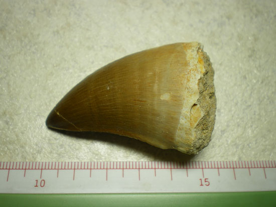 モササウルス（その1）