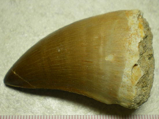 モササウルス（その2）