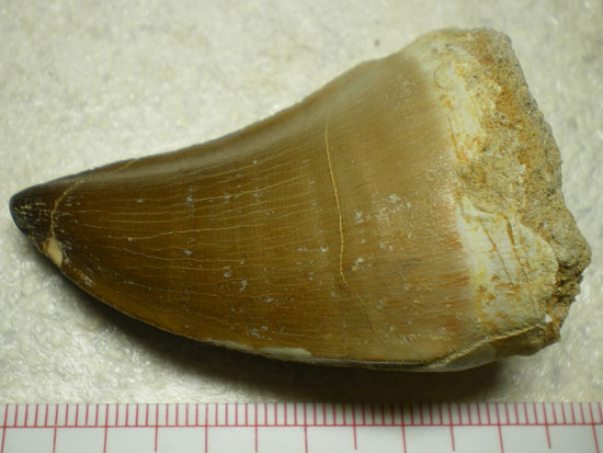 モササウルス（その3）